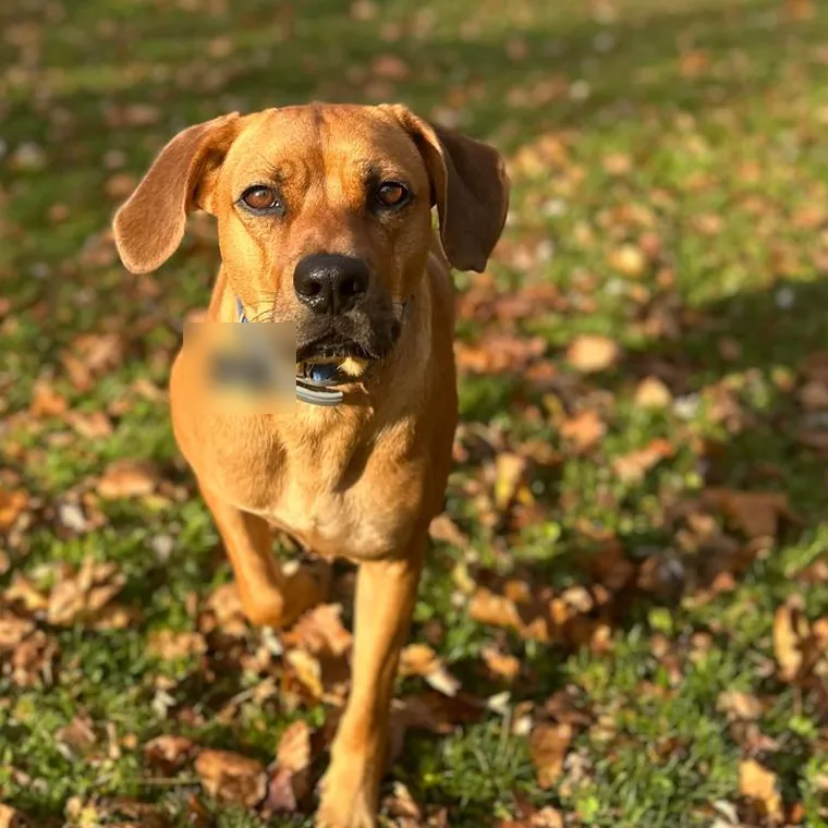 Chance