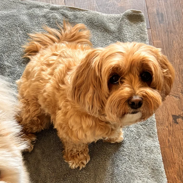 Cinnamon