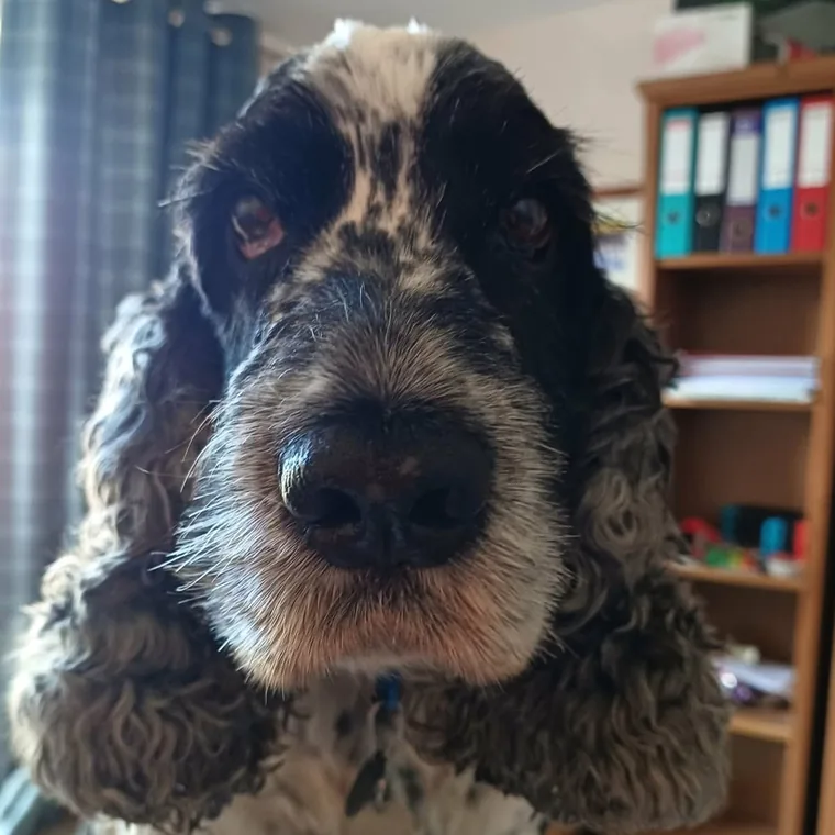 Sir