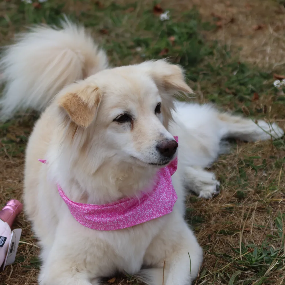 Matilda resting on the grass in a pink bandana